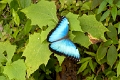 MORPHIDAE, Morpho peleides